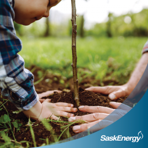 Planting a Sapling